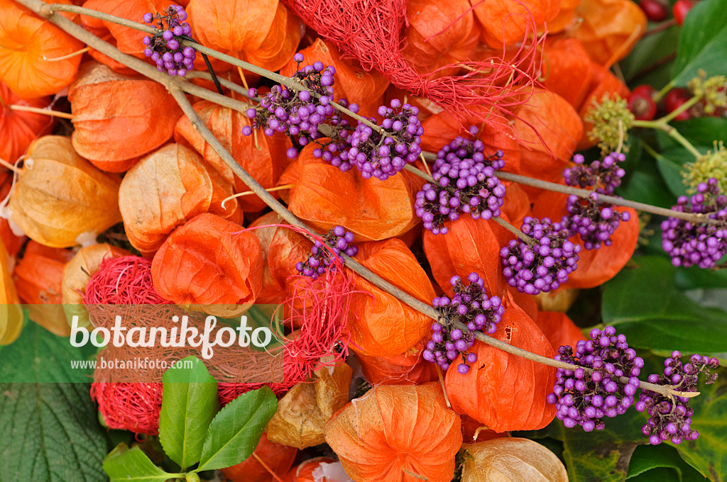 477057 - Beautyberry (Callicarpa) and Chinese lantern (Physalis alkekengi)