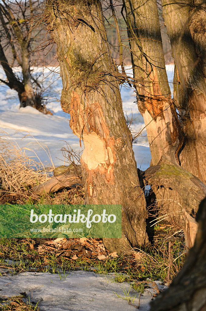 529022 - Beaver cut tree at frozen Oder River, Lower Oder Valley National Park, Germany