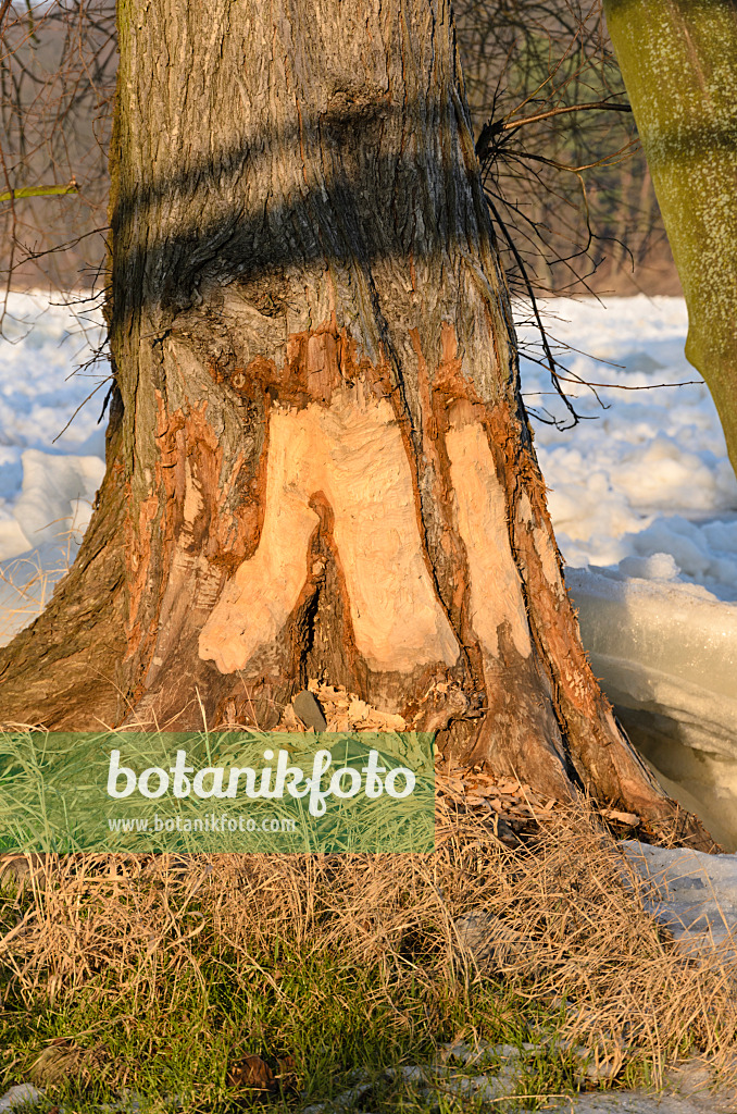 529023 - Beaver cut tree at frozen Oder River, Lower Oder Valley National Park, Germany