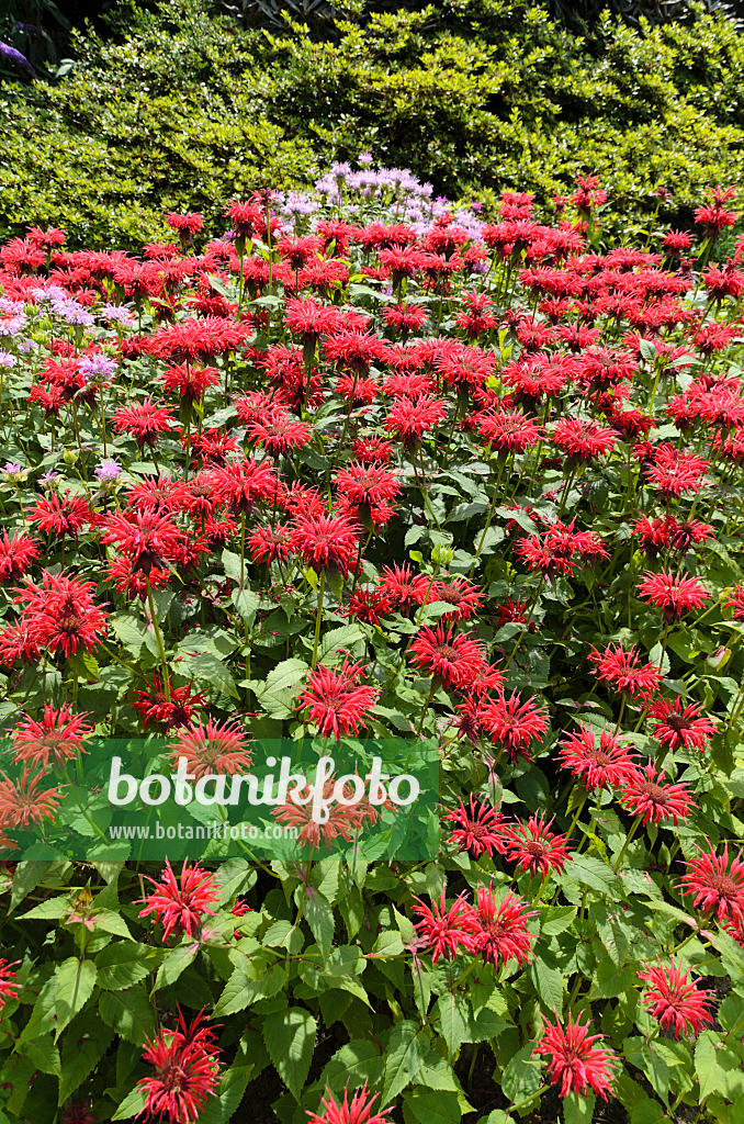 498226 - Bee balm (Monarda)