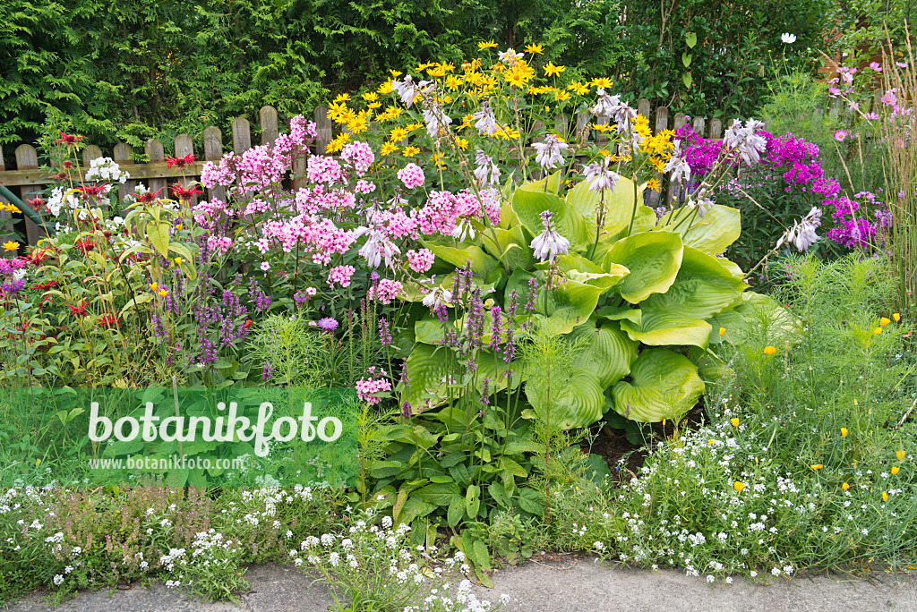 546059 - Bee balms (Monarda), betonies (Betonica), phlox (Phlox), plantain lilies (Hosta) and false sunflowers (Heliopsis)