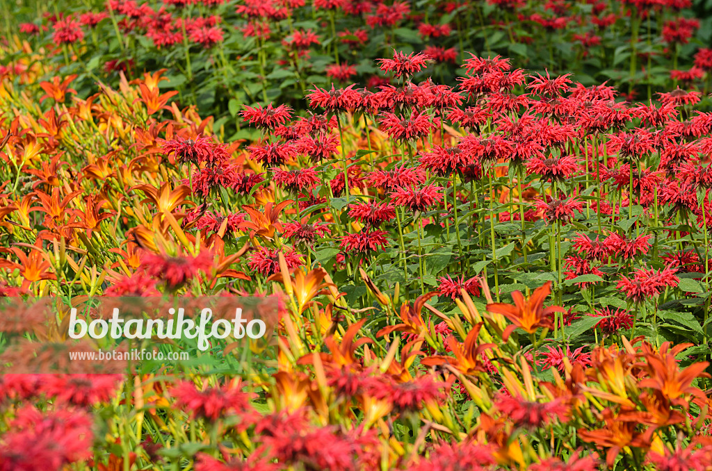 498231 - Bee balms (Monarda) and day lilies (Hemerocallis)