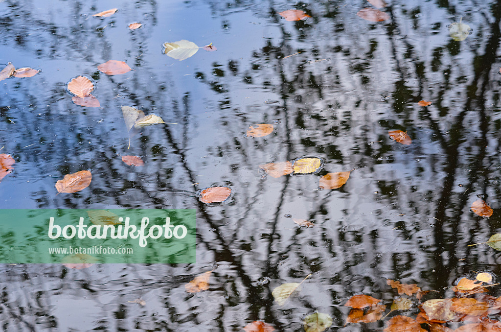 525445 - Beech leaves in the water