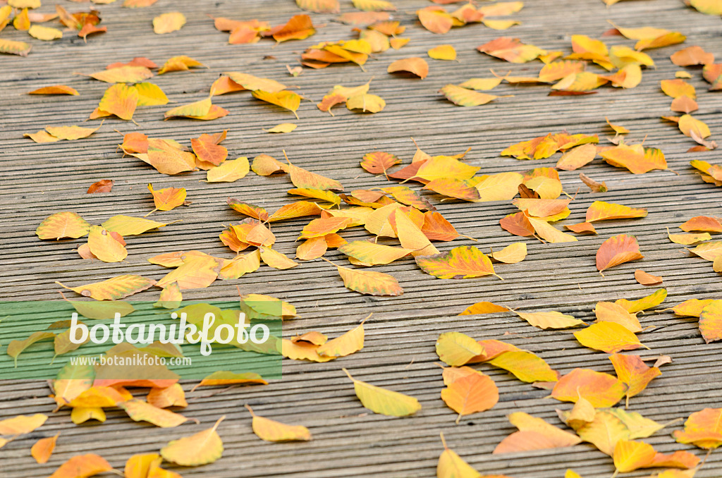 525235 - Beech leaves on a decking area