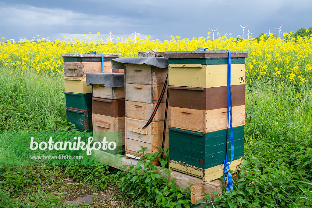 625035 - Beehives at a rapeseed field