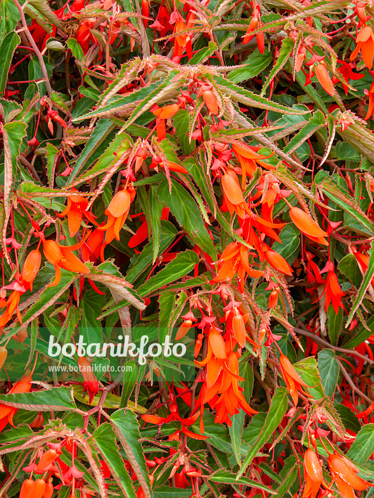 440236 - Begonia (Begonia boliviensis 'Bonfire')