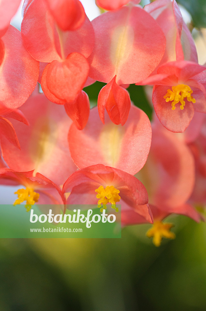 492021 - Begonia (Begonia corallina 'President Carnot')