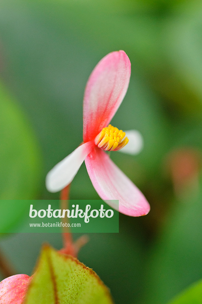 470057 - Begonia (Begonia eleagnifolia syn. Begonia schulzei)