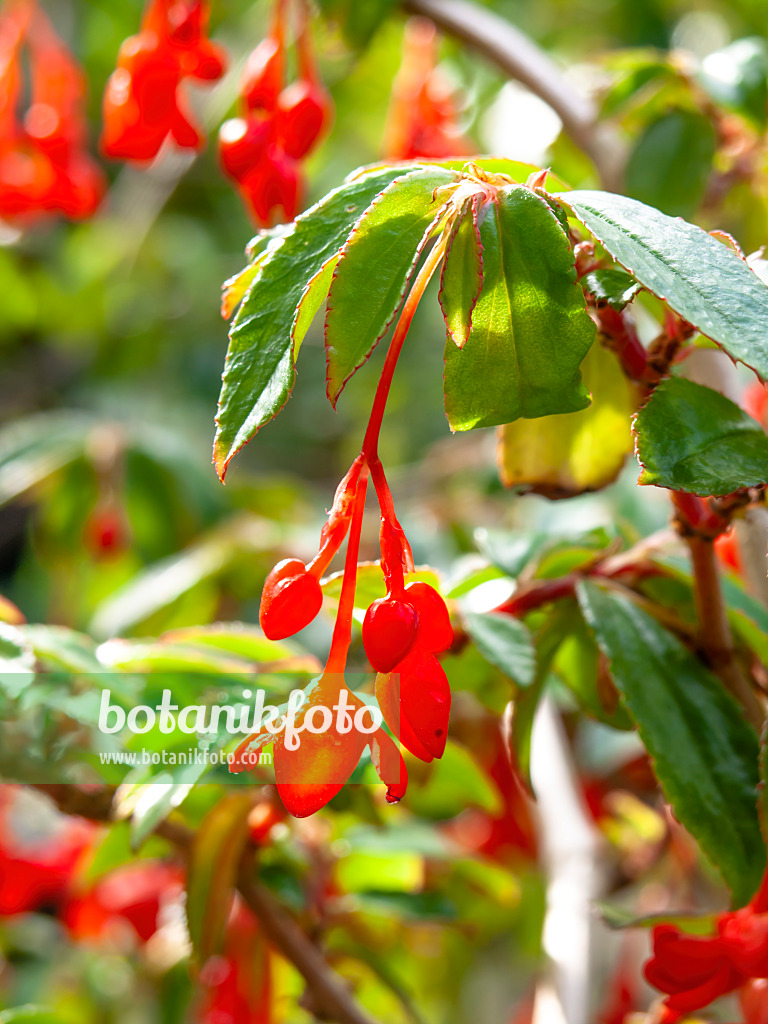 441030 - Begonia (Begonia fuchsioides)