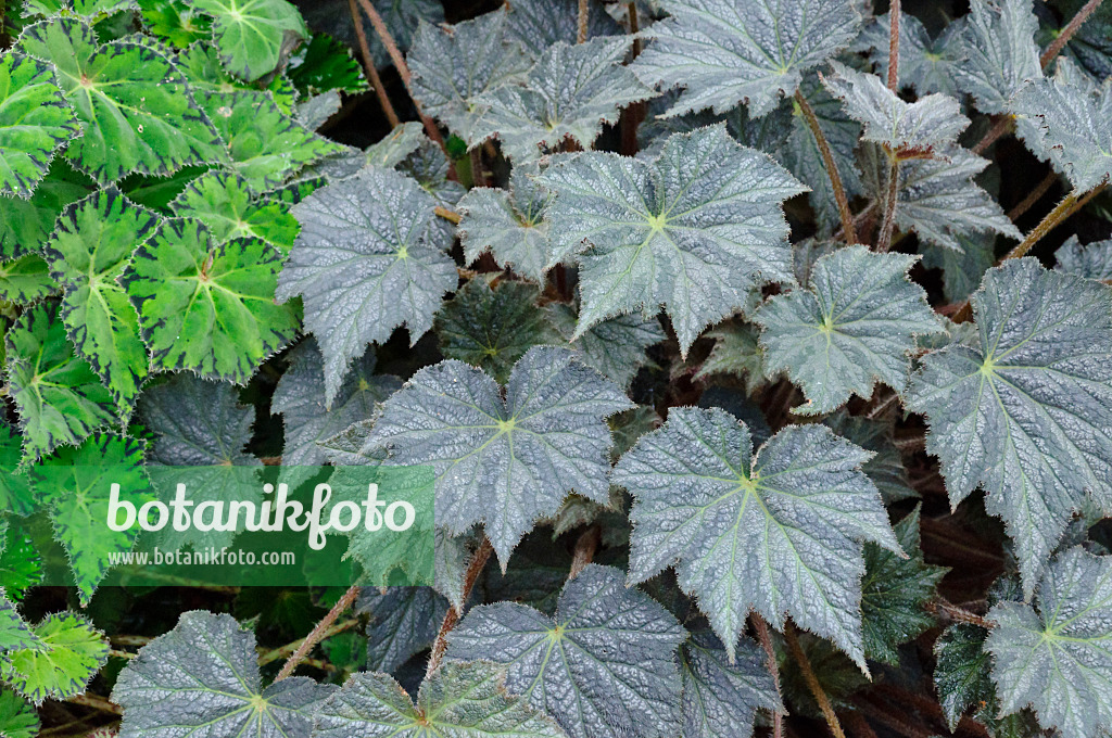 466106 - Begonia (Begonia herimperia) and eyelash begonia (Begonia bowerae)