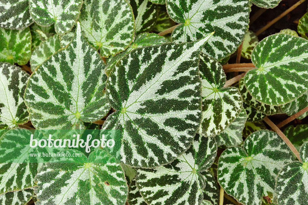 467011 - Begonia (Begonia imperialis)