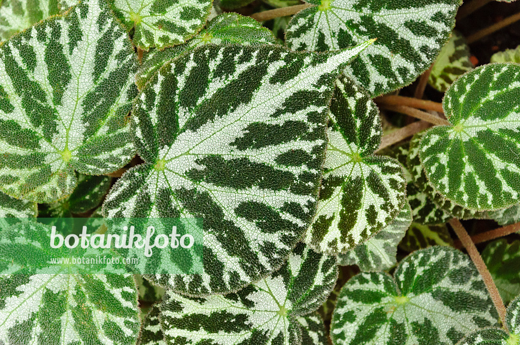 467012 - Begonia (Begonia imperialis)