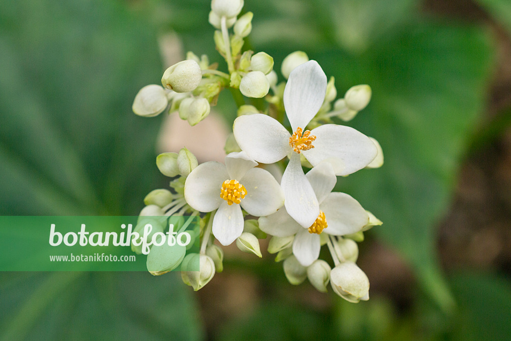 555045 - Begonia (Begonia odorata)