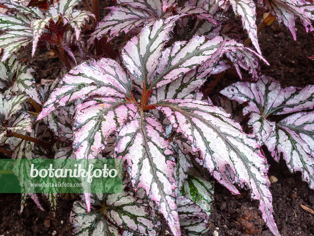 400027 - Begonia (Begonia rex)