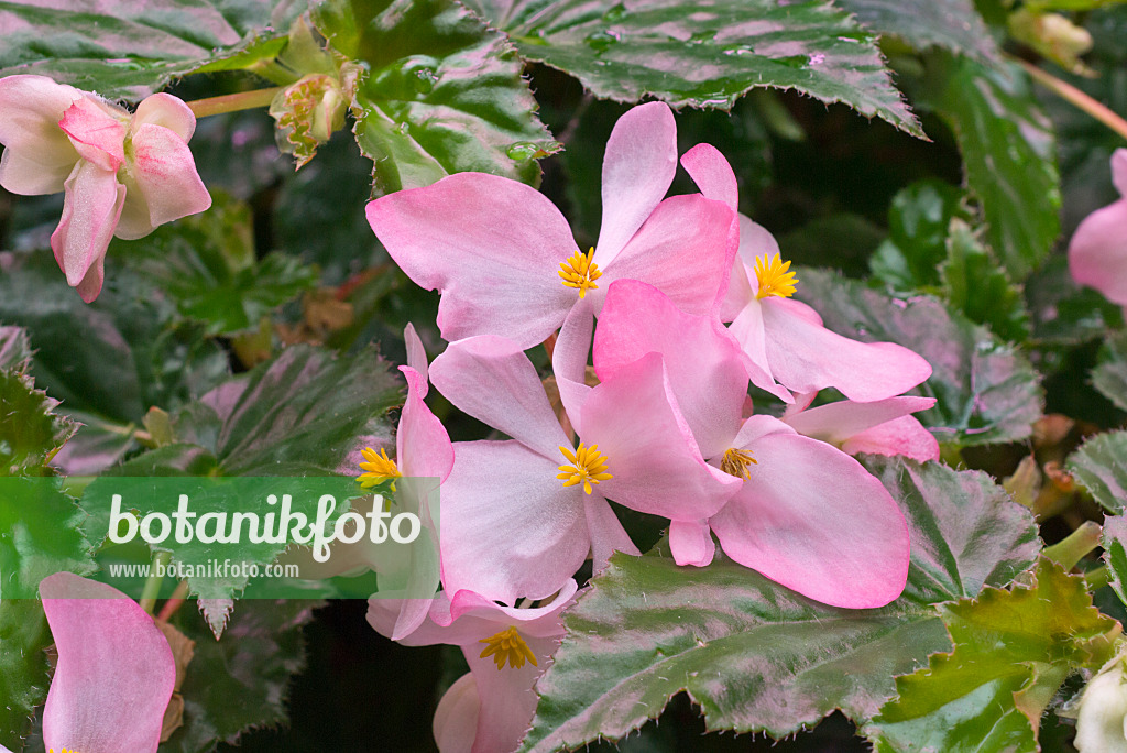 576023 - Begonia (Begonia richmondensis)