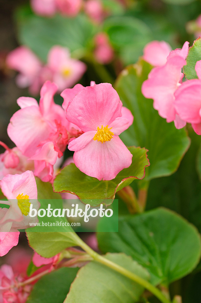 486162 - Begonia (Begonia semperflorens 'Volumia Pink')