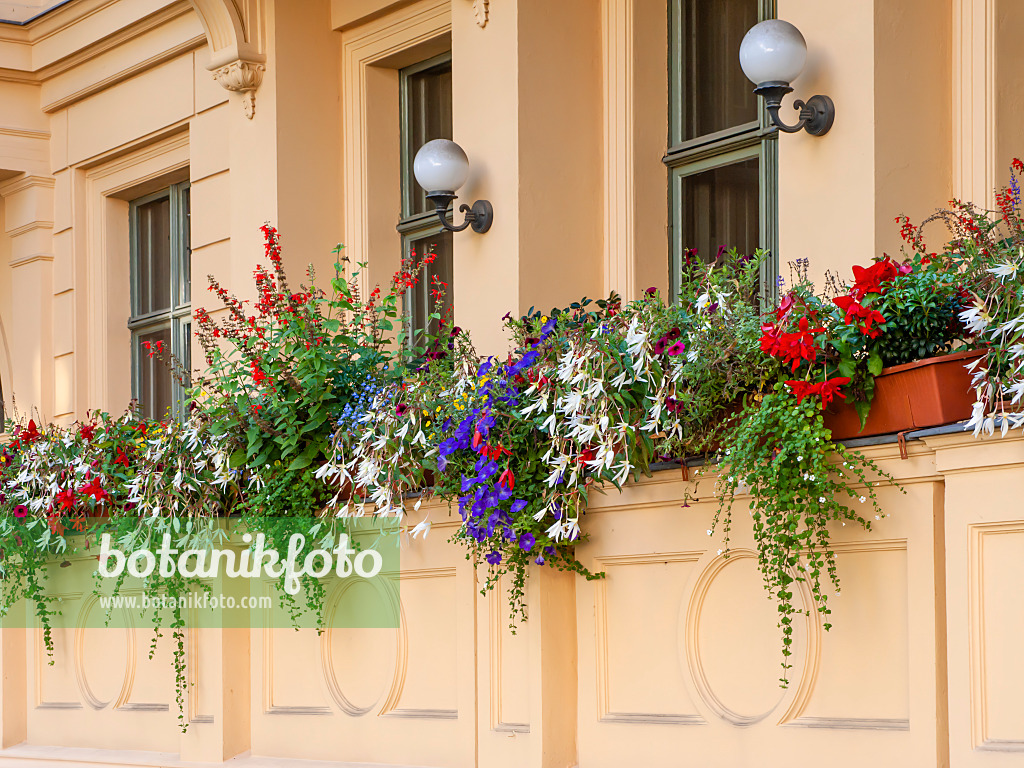 464020 - Begonias (Begonia), Calibrachoa and sages (Salvia)