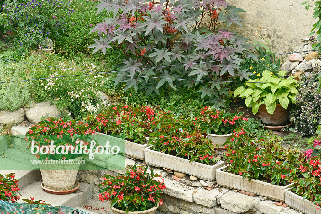 557113 - Begonias (Begonia) and castor oil plant (Ricinus communis)