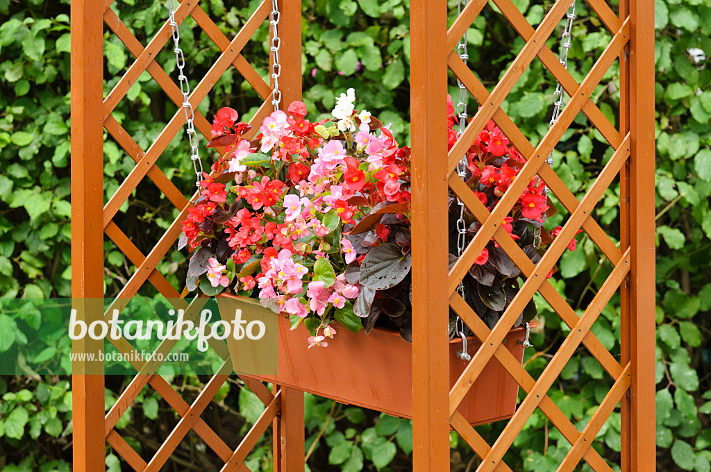 474310 - Begonias (Begonia) in a flower box