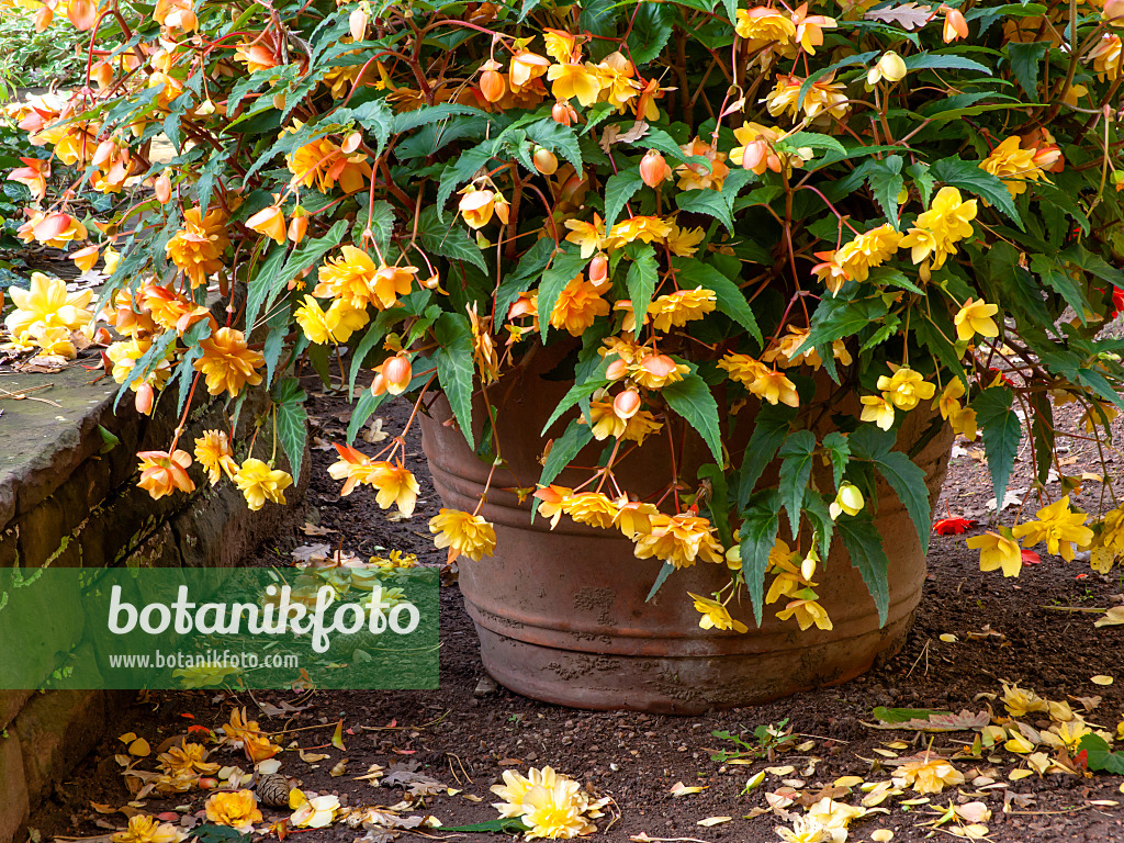 465156 - Begonias (Begonia) in a flower tub