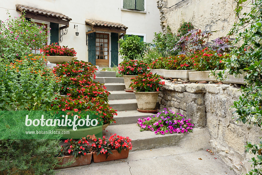 557120 - Begonias (Begonia) in flower boxes and flower pots, Arles, France