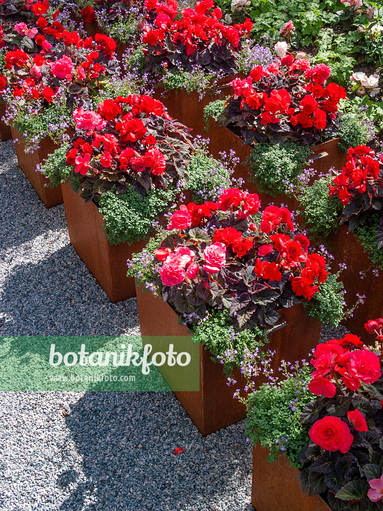 403033 - Begonias (Begonia) in flower tubs