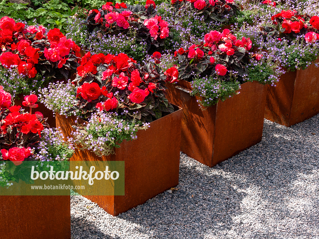 403034 - Begonias (Begonia) in flower tubs