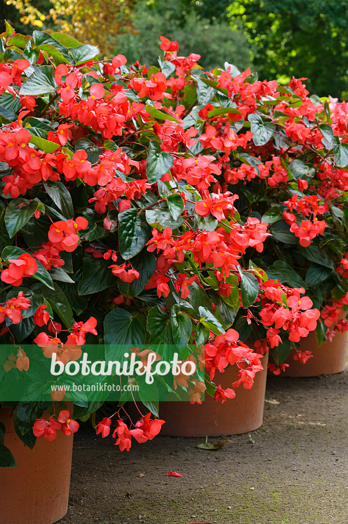 488038 - Begonias (Begonia) in flower tubs