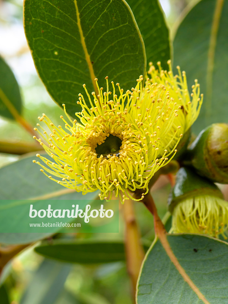 435185 - Bell-fruited gum (Eucalyptus preissiana)