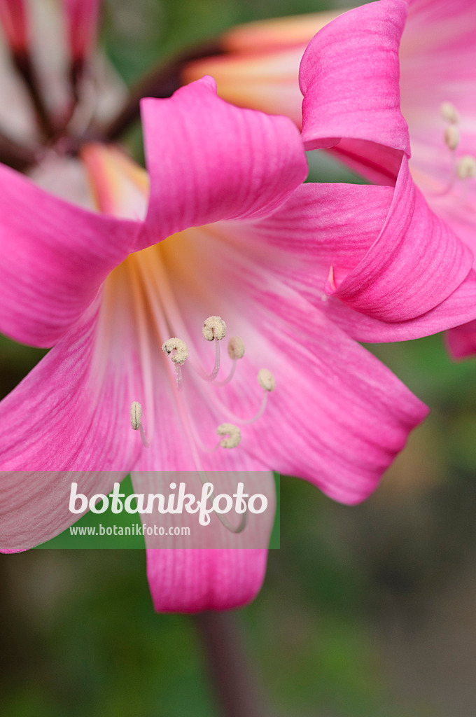 488025 - Belladonna lily (Amaryllis belladonna)