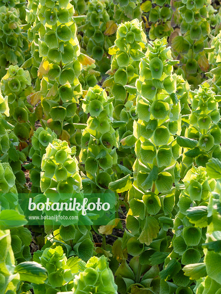 403075 - Bells of Ireland (Moluccella laevis)