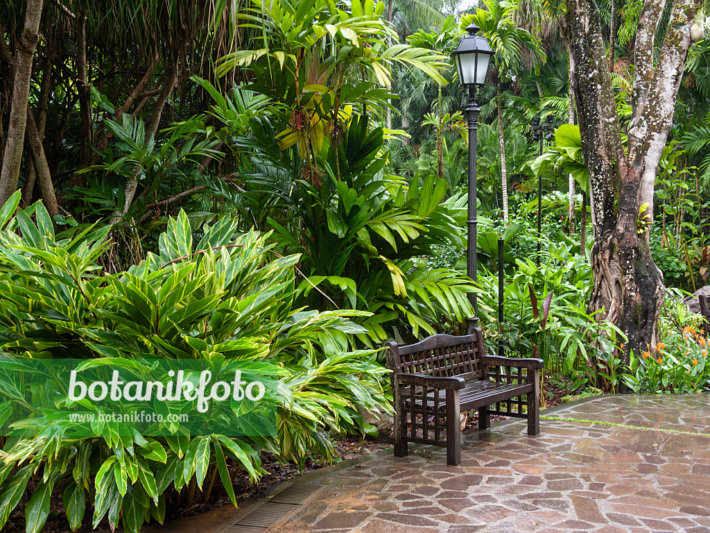 411007 - Bench and lantern in a tropical garden with foliage plants