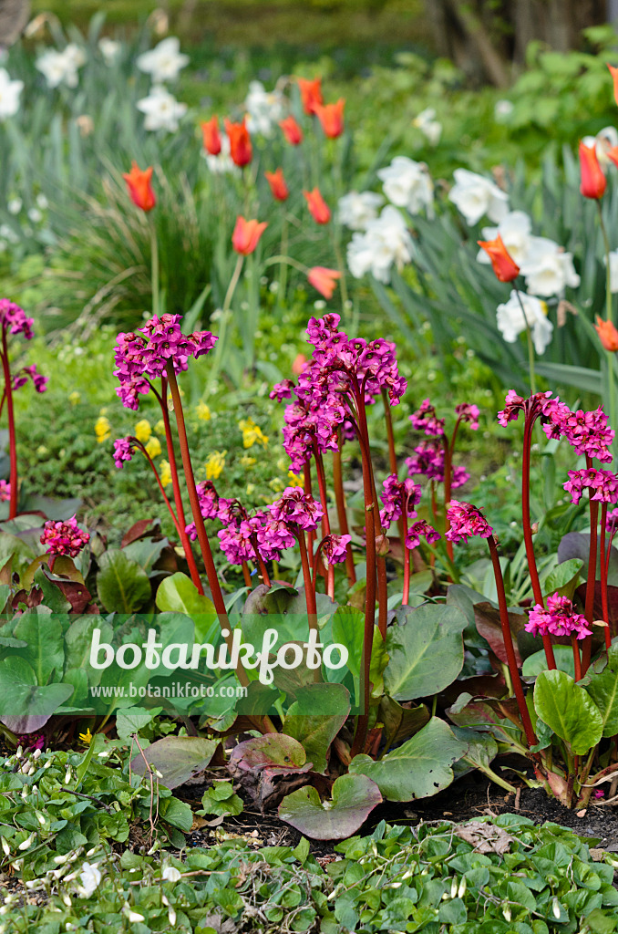 543069 - Bergenia, tulips (Tulipa) and daffodils (Narcissus)