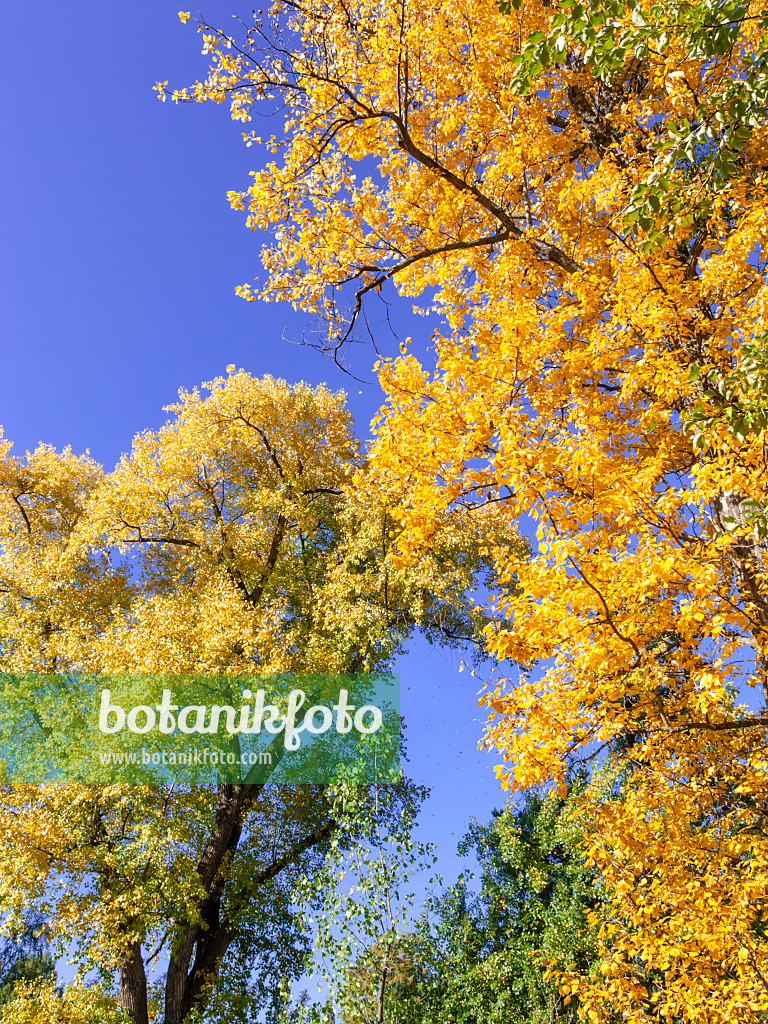 465139 - Berlin poplar (Populus x berolinensis) and Canadian poplar (Populus x canadensis)