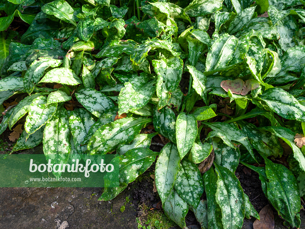 465194 - Bethlehem sage (Pulmonaria saccharata 'Margery Fish')