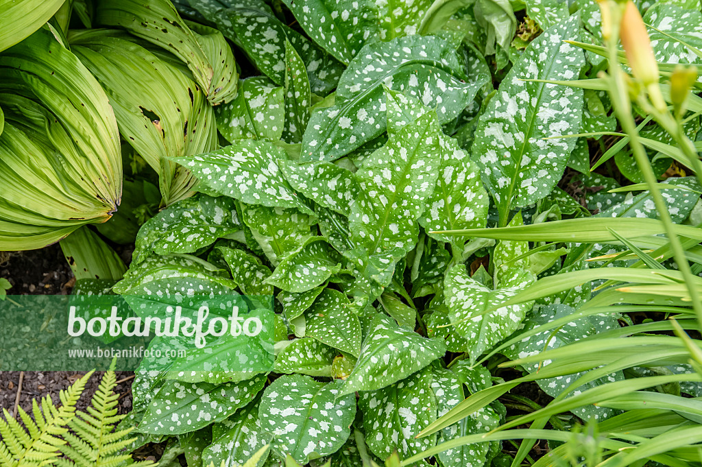 593165 - Bethlehem sage (Pulmonaria saccharata 'Mrs Moon')