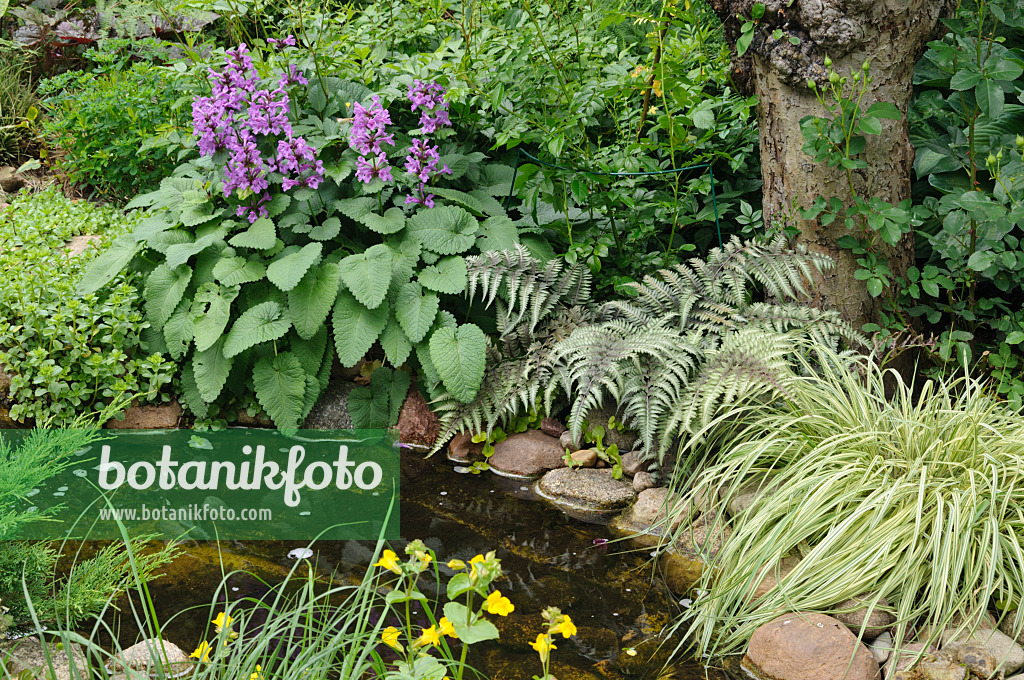 473076 - Big betony (Stachys macrantha), Japanese painted fern (Athyrium niponicum 'Metallicum') and Japanese forest grass (Hakonechloa macra 'Aureola')