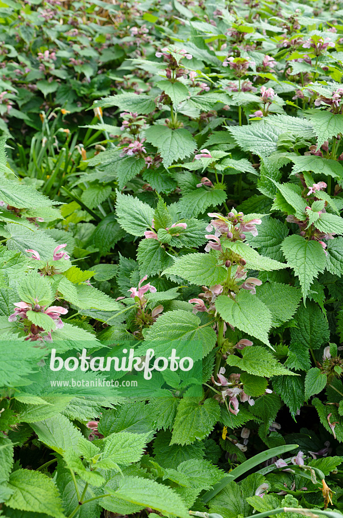 508094 - Big betony (Stachys macrantha 'Superba')