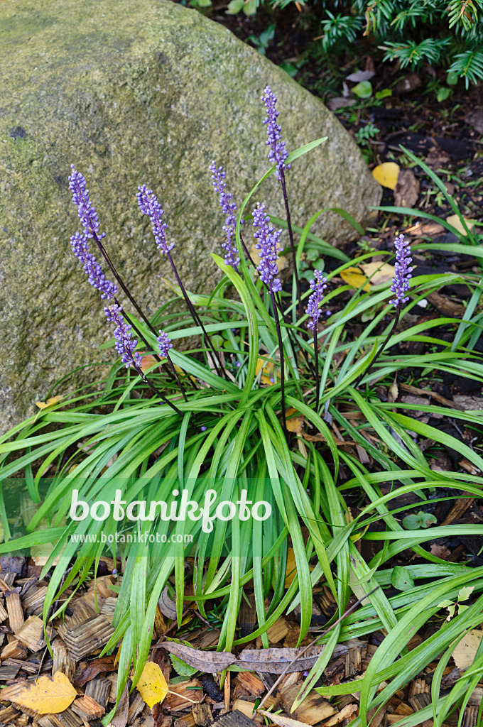 477012 - Big blue lily turf (Liriope muscari)