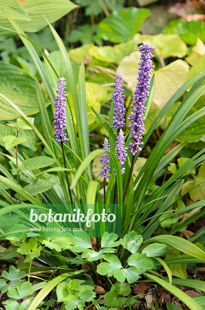 535078 - Big blue lily turf (Liriope muscari)