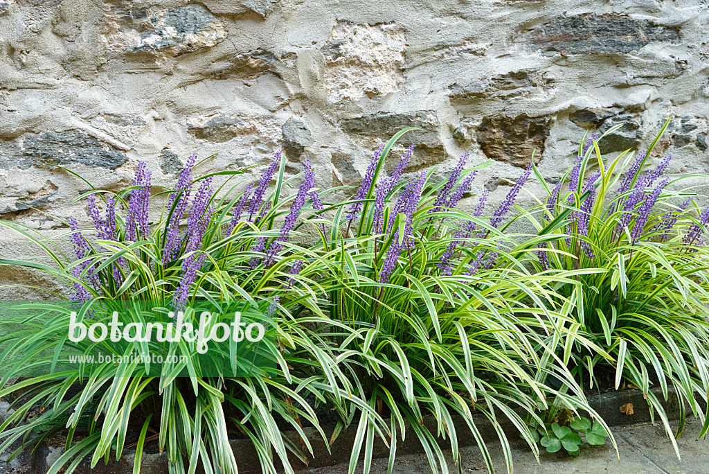 545146 - Big blue lily turf (Liriope muscari 'Variegata')