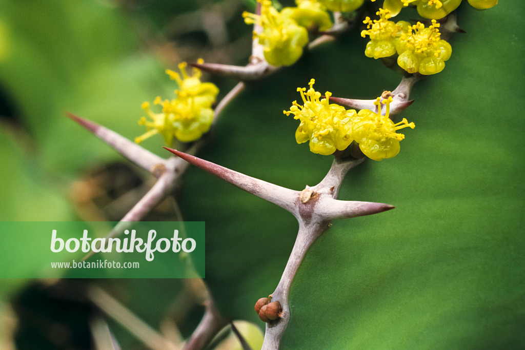 384011 - Big-horned spurge (Euphorbia grandicornis)