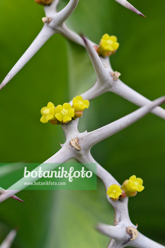 490001 - Big-horned spurge (Euphorbia grandicornis)