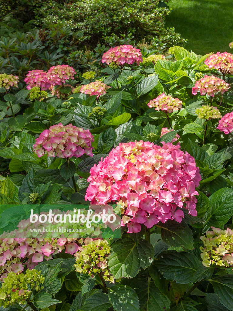 402126 - Big-leaved hydrangea (Hydrangea macrophylla)