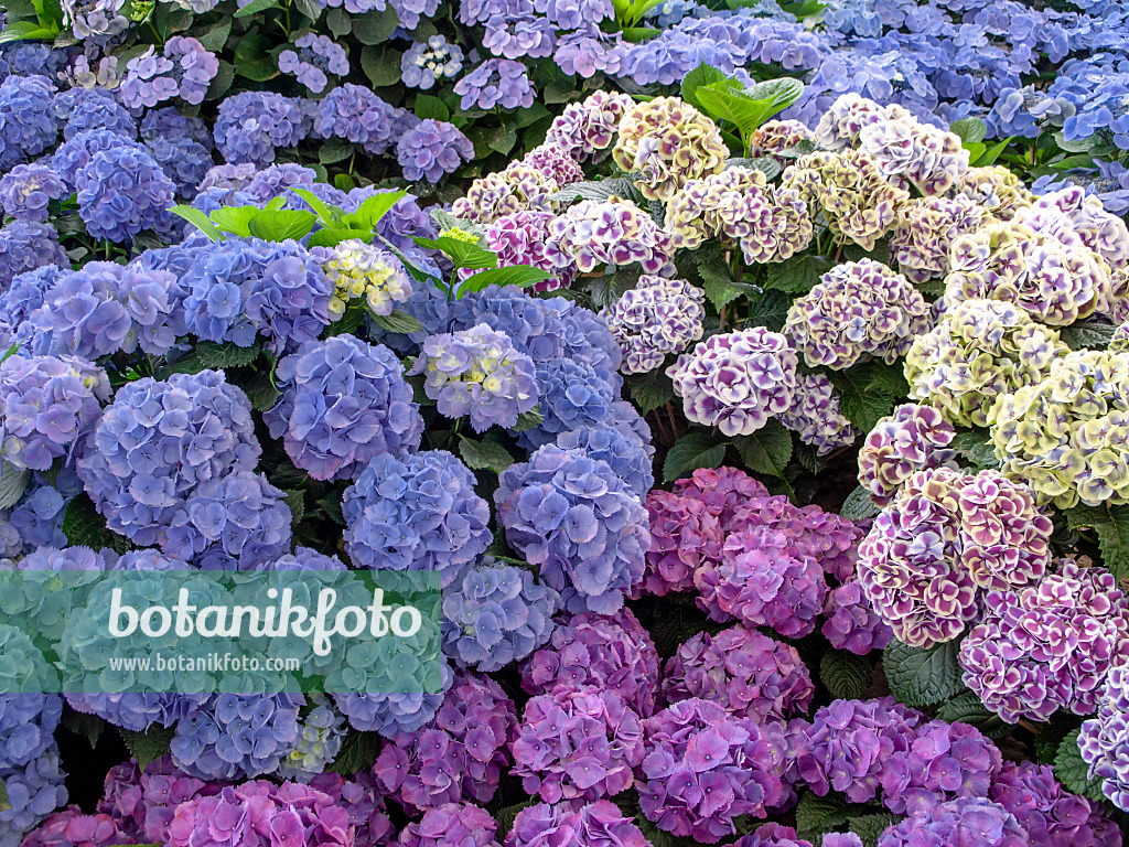 426020 - Big-leaved hydrangea (Hydrangea macrophylla)