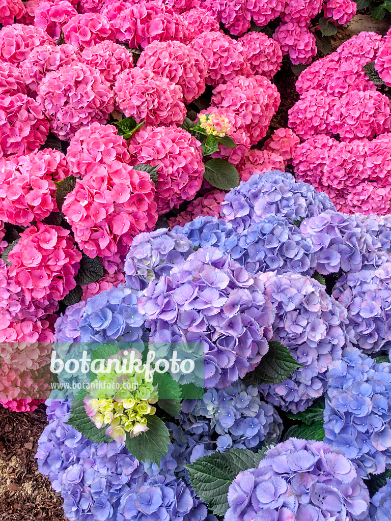 426022 - Big-leaved hydrangea (Hydrangea macrophylla 'Bläuling' and Hydrangea macrophylla 'Amsterdam')