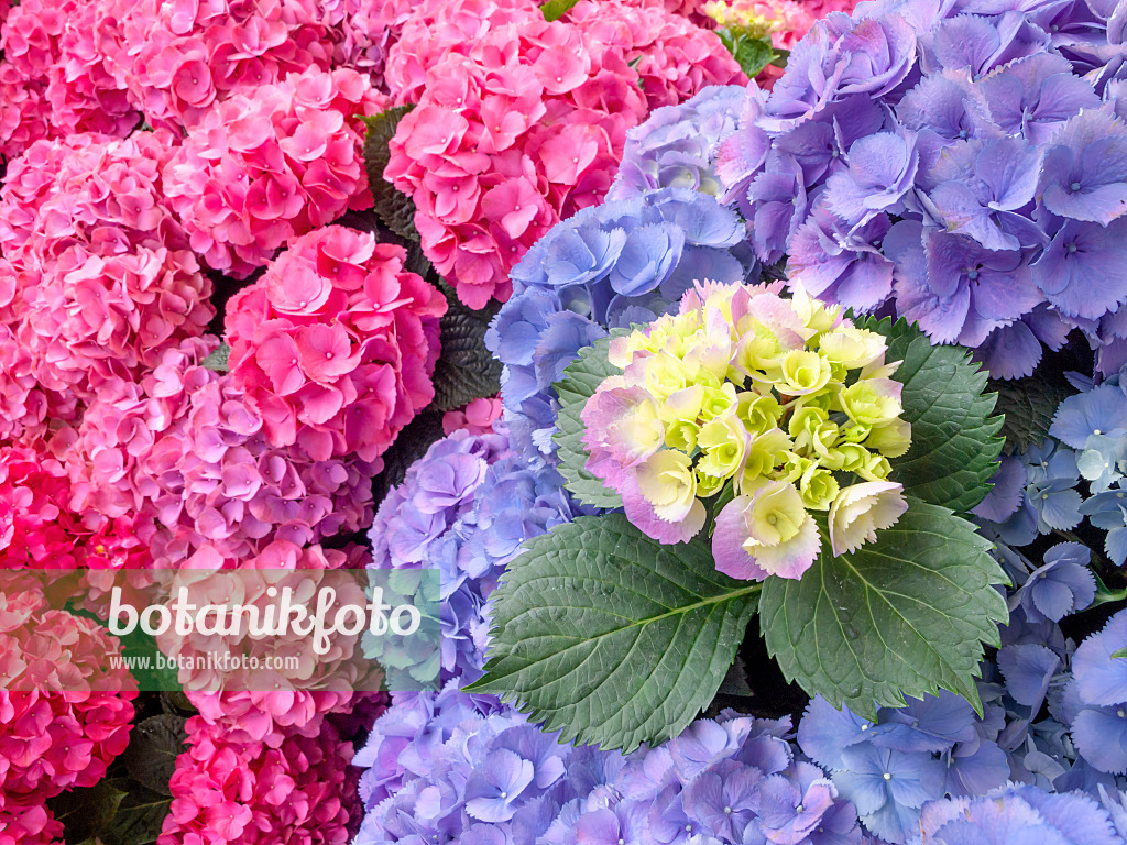 426023 - Big-leaved hydrangea (Hydrangea macrophylla 'Bläuling' and Hydrangea macrophylla 'Amsterdam')