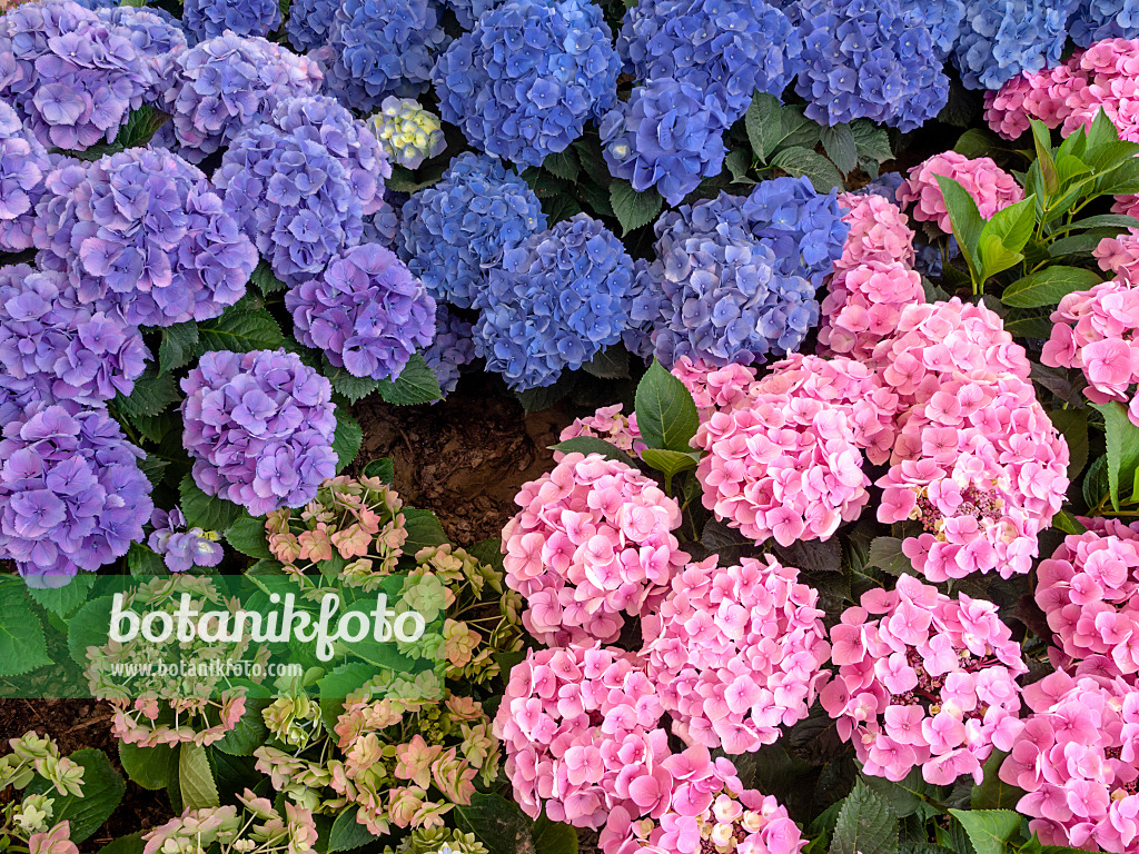 426025 - Big-leaved hydrangea (Hydrangea macrophylla 'Heinrichsberg' and Hydrangea macrophylla 'Rosita')