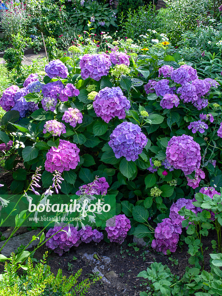 449056 - Big-leaved hydrangea (Hydrangea macrophylla)