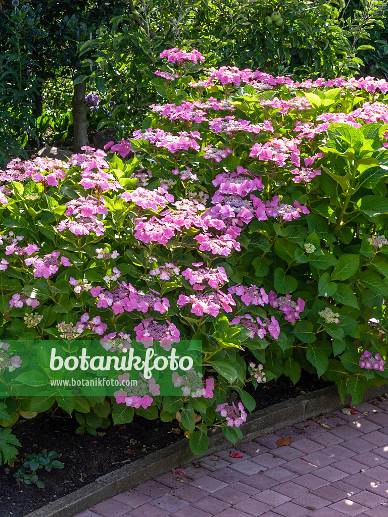 449057 - Big-leaved hydrangea (Hydrangea macrophylla)